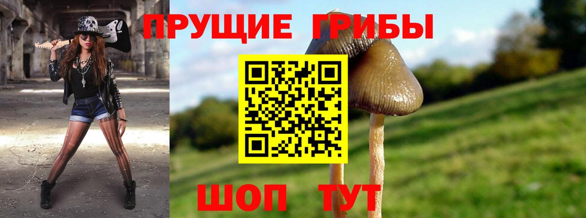 Галлюциногенные грибы Psilocybe  Вход с VPN  Янаул 